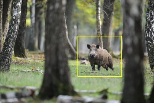 Pest-detection-boar